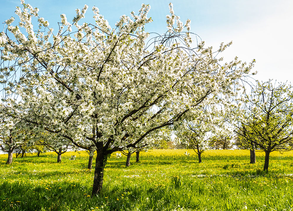 Obstbaumschnitt